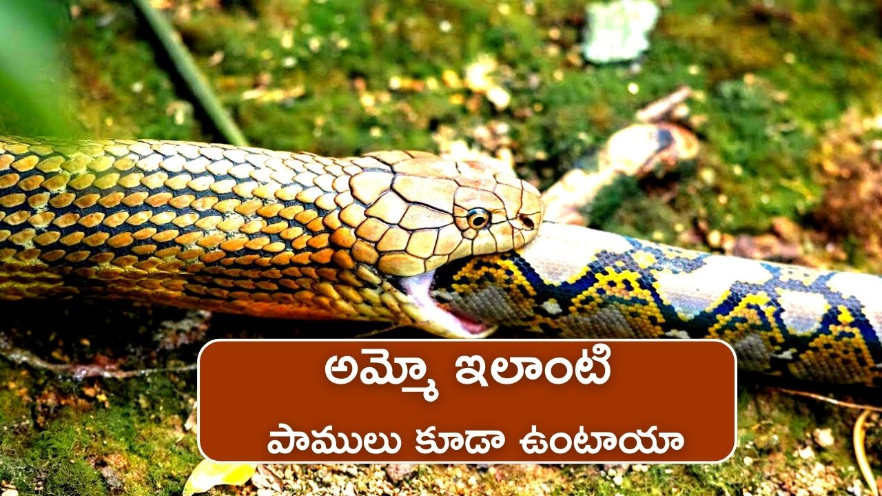 King Cobra Crazy Hunting: ఎదురుగా ఏదున్నాసరే.. మాటు వేసిందంటే వేటు పక్కా.. ది కింగ్ ఆఫ్ స్నేక్స్ వేటాడటం ఎపుడైనా చూసారా.. ??