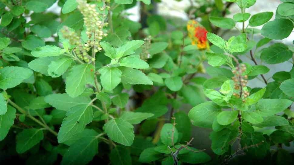 Tulsi Leaves: ఆరోగ్యానికి అమృతమే..రోజూ పరగడుపున తీసుకుంటే ఏ వ్యాధులకు చెక్ పెట్టవచ్చో తెలుసా