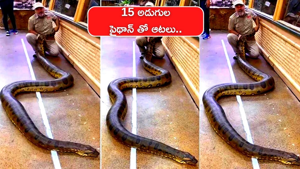 15 Feets Giant Python Video: Green Anaconda looking dangerous shocking ...