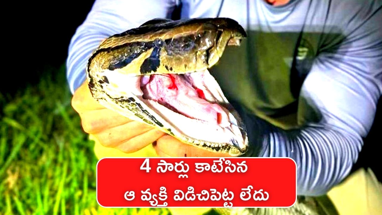 14 Feet Long Python Snake Viral Video: Deadly Python Snake Bite A Man ...