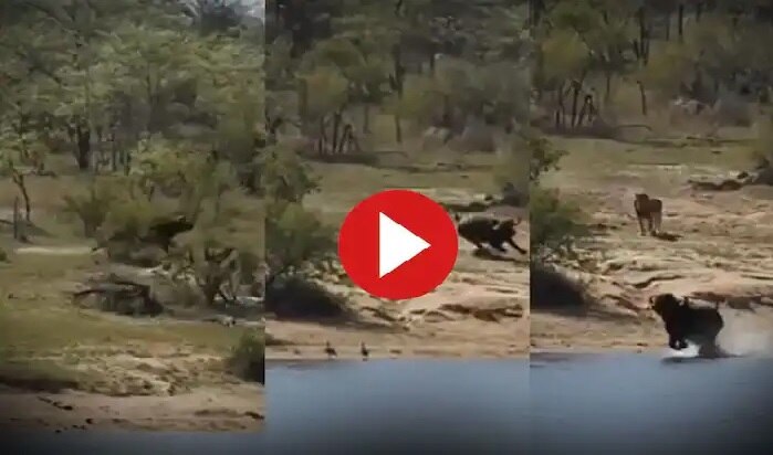 Wild Animal Video: పాపం..సింహం నుంచి తప్పించుకుని మొసలికి బలైన గేదె, వీడియో వైరల్