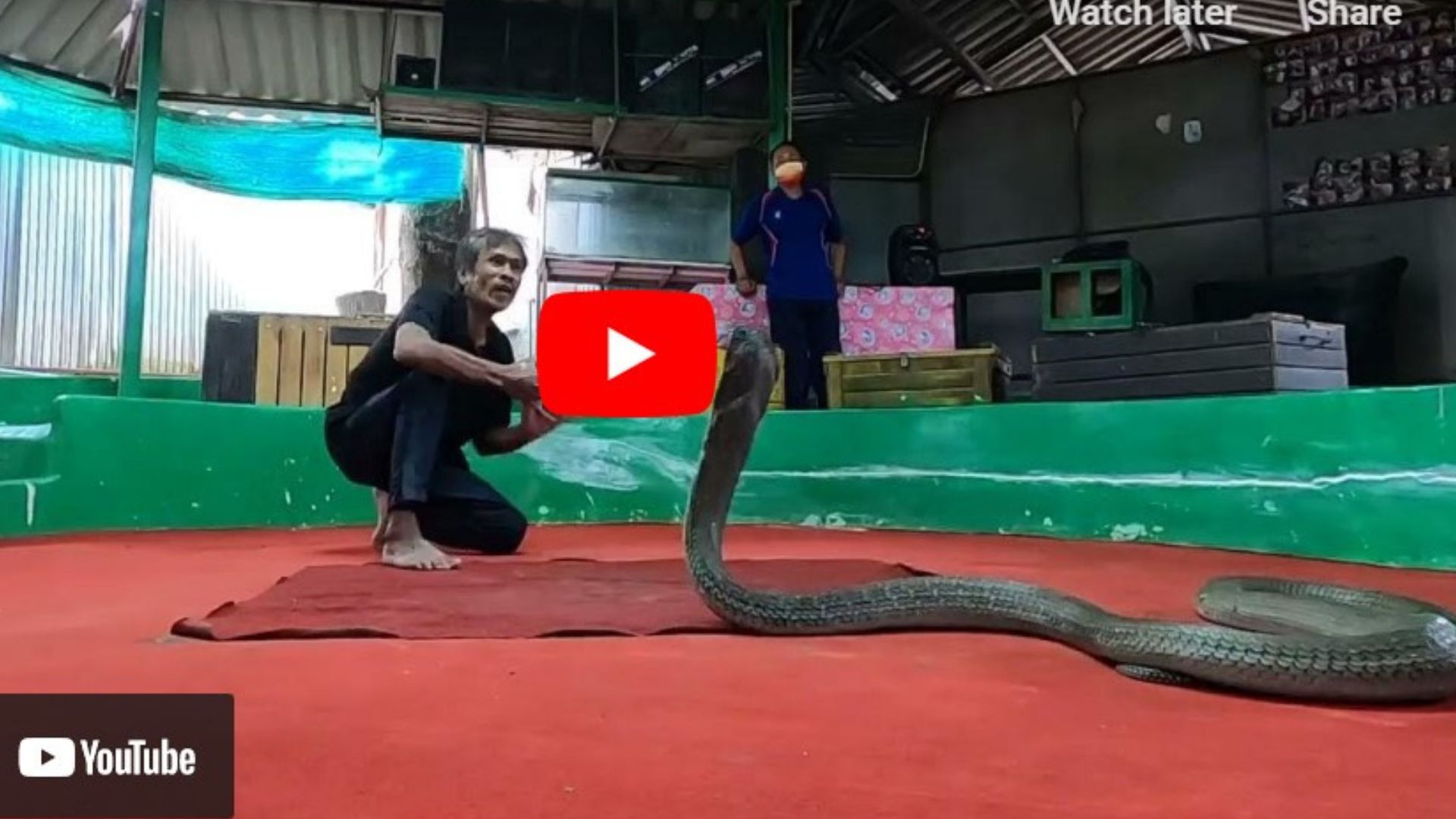 Man Kisses King Cobra Video: పడగ విప్పిన 16 అడుగుల కింగ్ కోబ్రాను కిస్ చేసిన వ్యక్తి.. ఒళ్లు గగుర్పొడిచే వీడియో