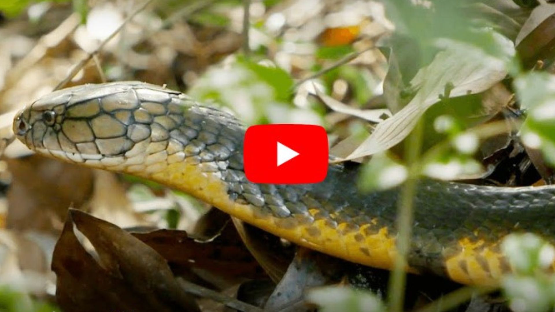 King Cobras build a nest for eggs, watch the interesting video కింగ్ కోబ్రాలు కూడా గూడు