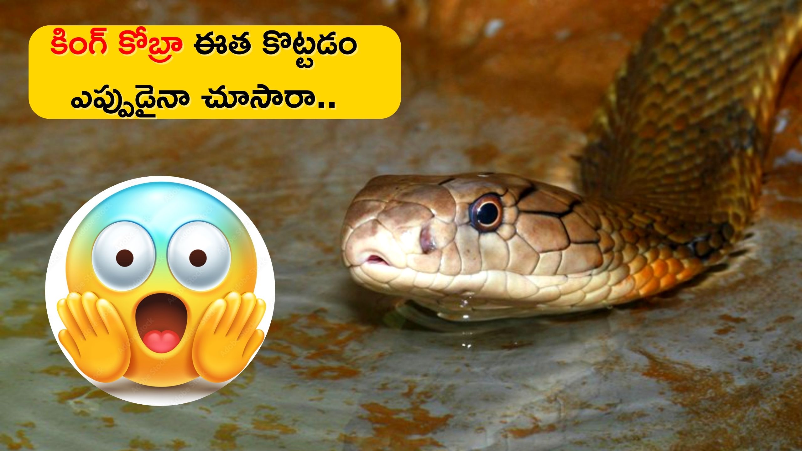 15-feet-king-cobra-swimming-in-water-at-kawasoti