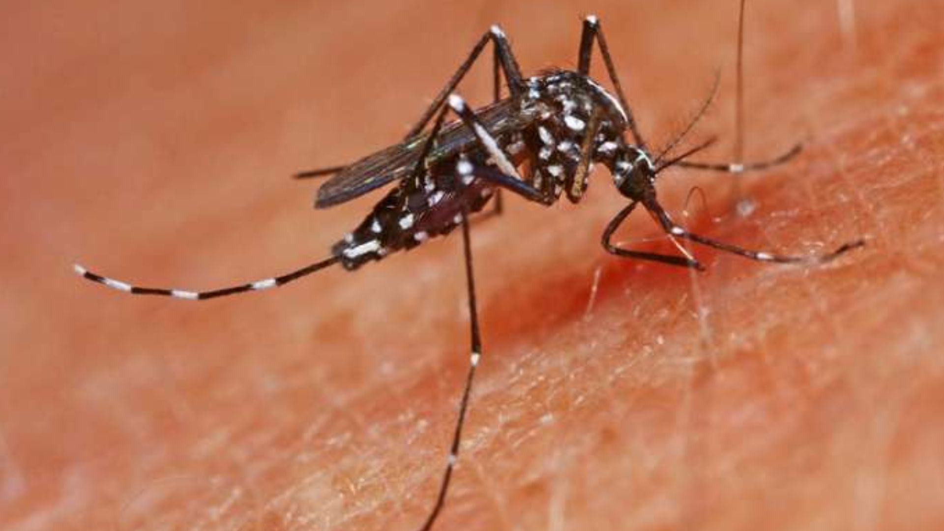 Man Slips Into Coma After Asian Tiger Mosquito Bite German Man 