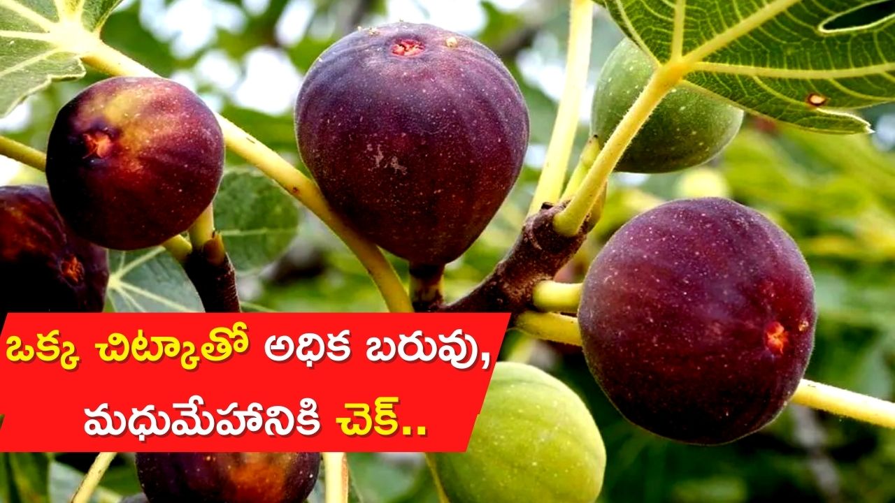 Anjeer For Diabetes: చలి కాలంలో ఈ ఒక్క చిట్కాతో అధిక బరువు, మధుమేహానికి చెక్‌..