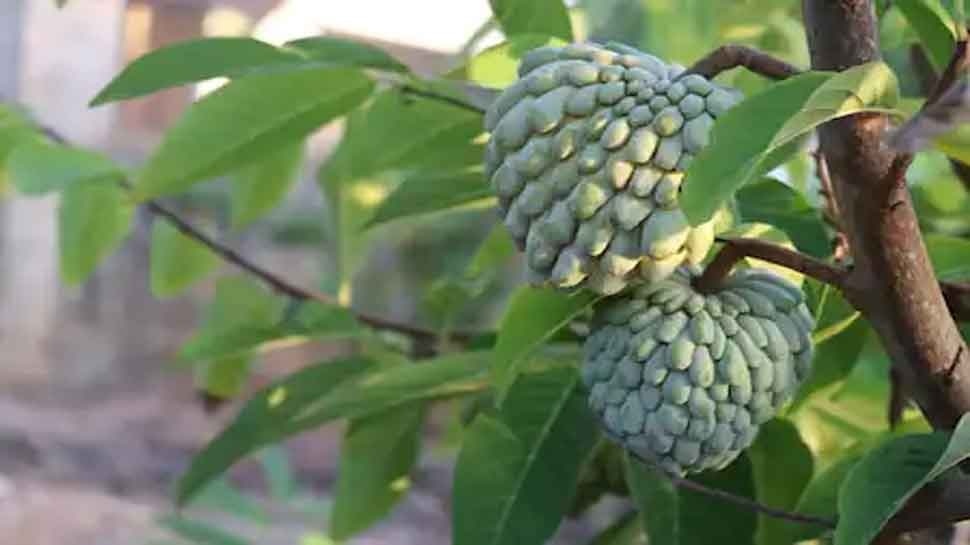 Custard apple and its leaves health benefits, know the custard apple leaves having amazing