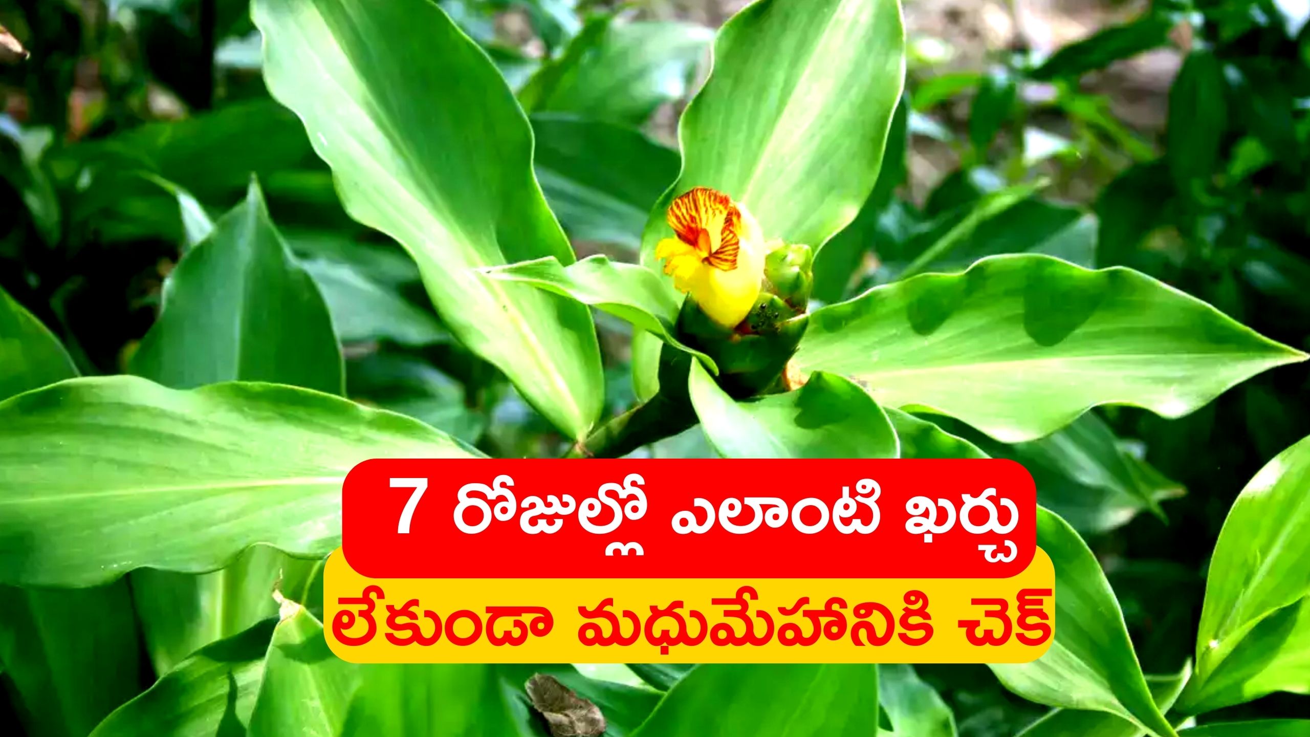 Diabetes Diet Curry Leaves Fenugreek Leaves And Mango Leaves Can