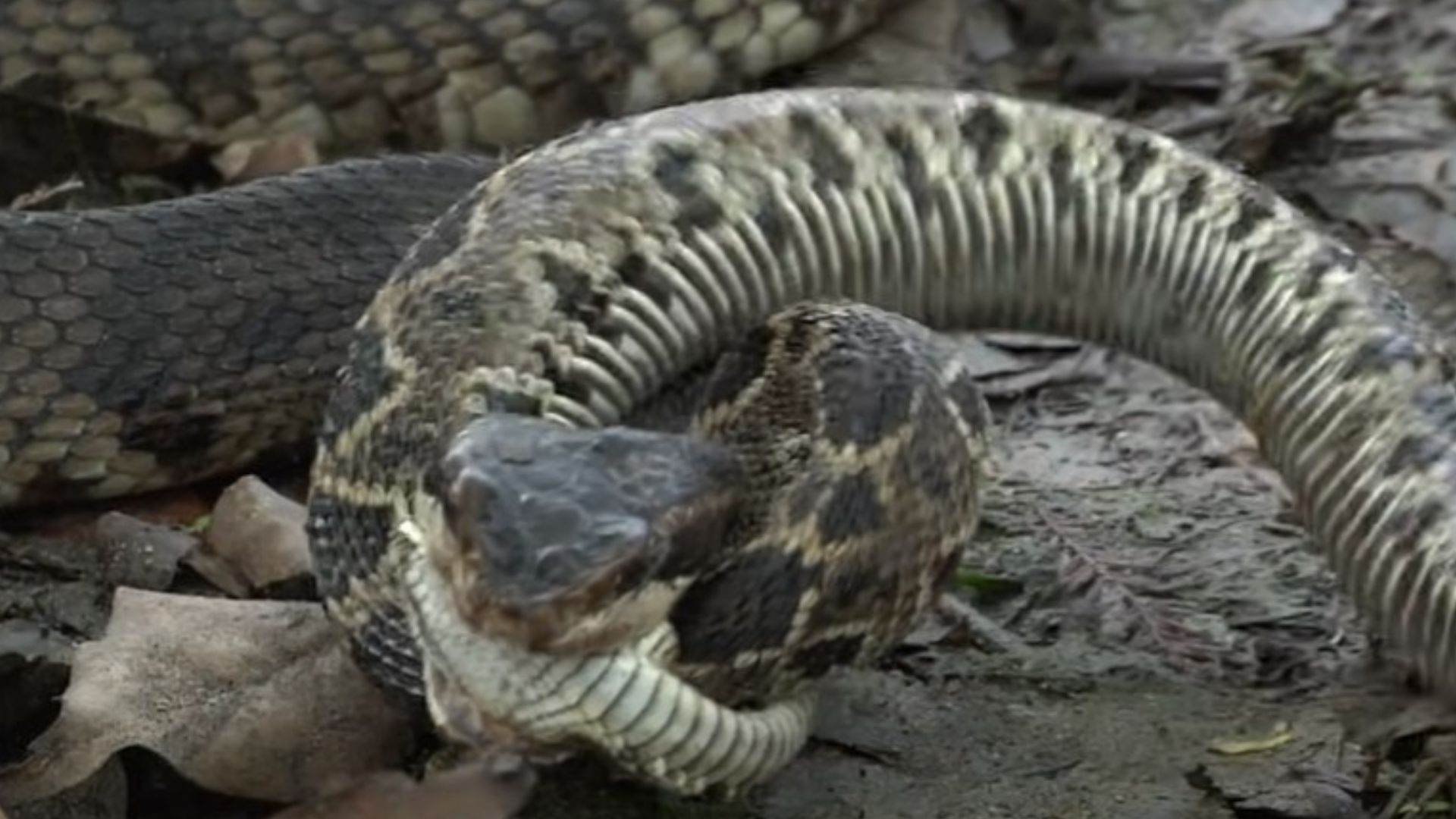 Cottonmouth vs Rattlesnake Viral Video Cottonmouth eats Rattlesnake