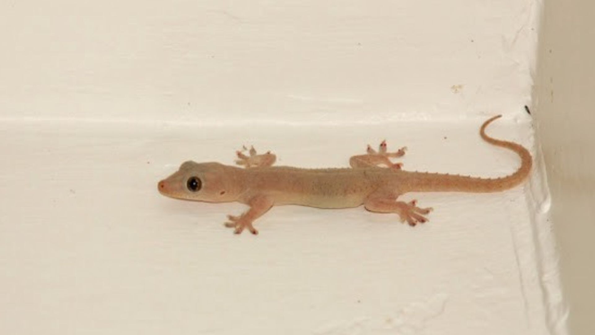 Lizard Indications in House You will Rich if you see a lizard