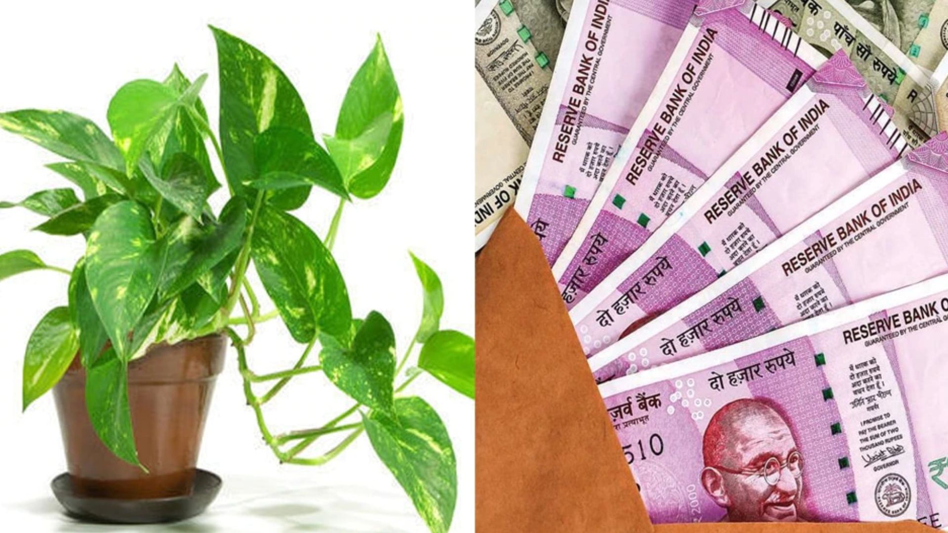 Home Vastu Plants Tips Money Plant, Tulasi Plant, Shami Plant and Banana Plant do not placed in