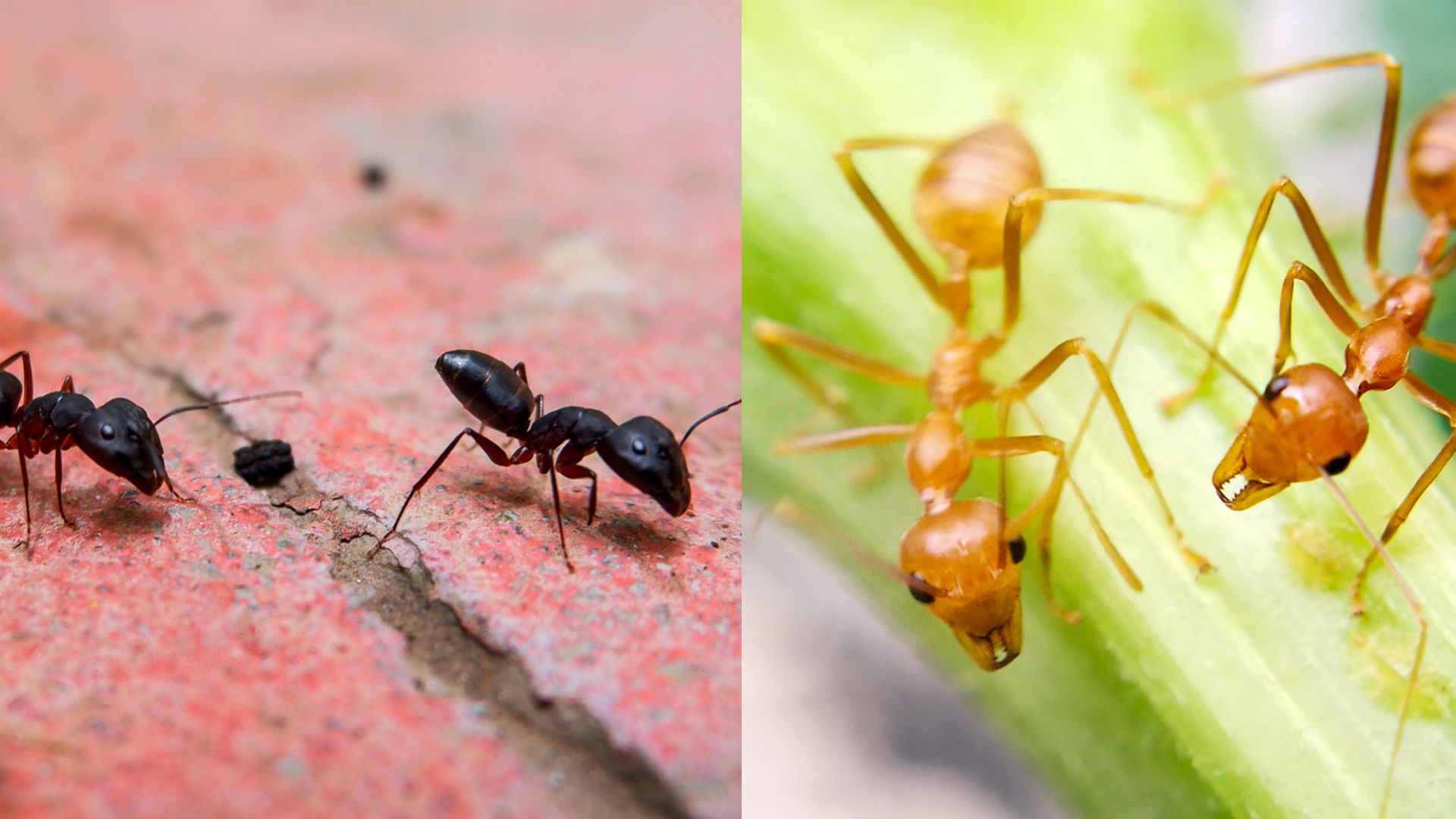 vastu-and-astro-tips-for-ants-in-home-black-ants-or-red-ants-in-house