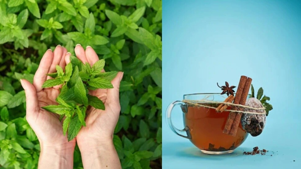 Ayurvedic kadha making and benefits with tulsi, cinnamon, ajwain and