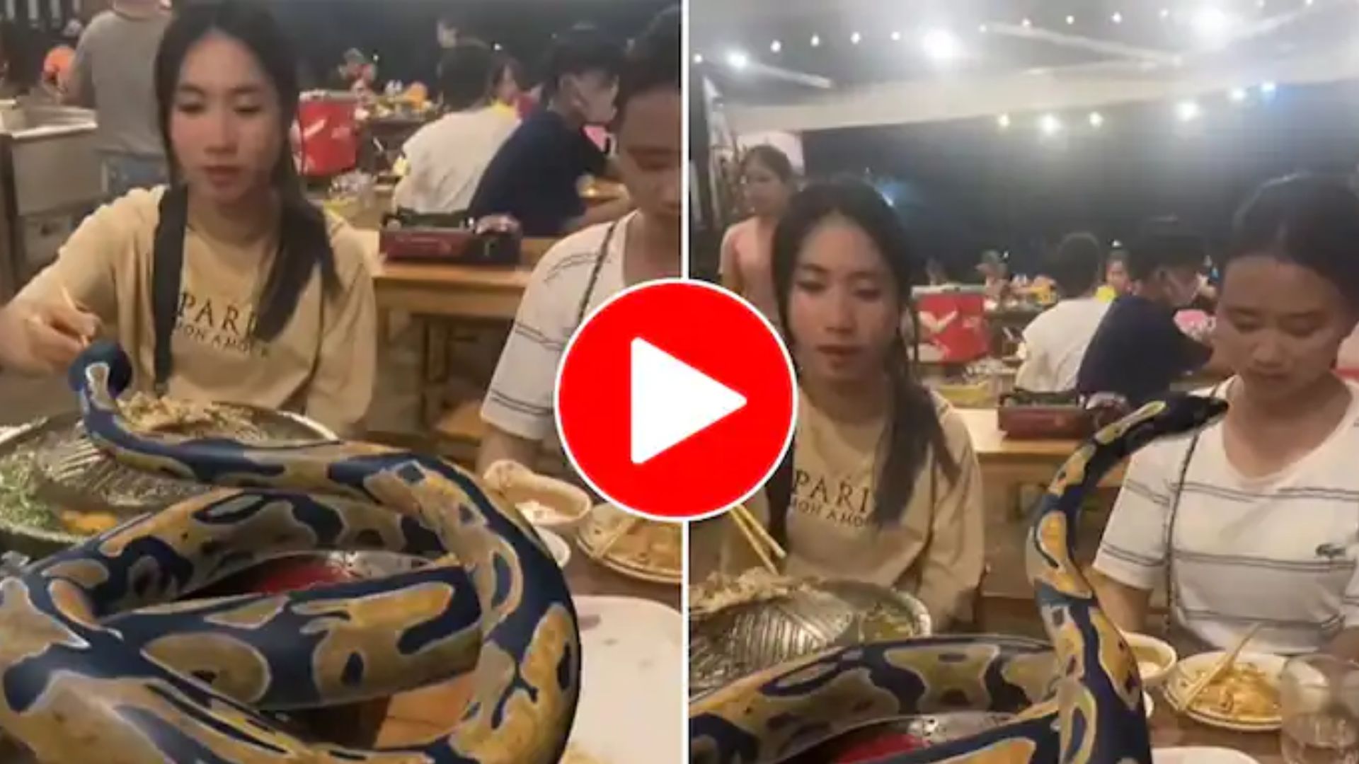 Python Girl Dinner Viral Video: Big Python went to a Restaurant for ...
