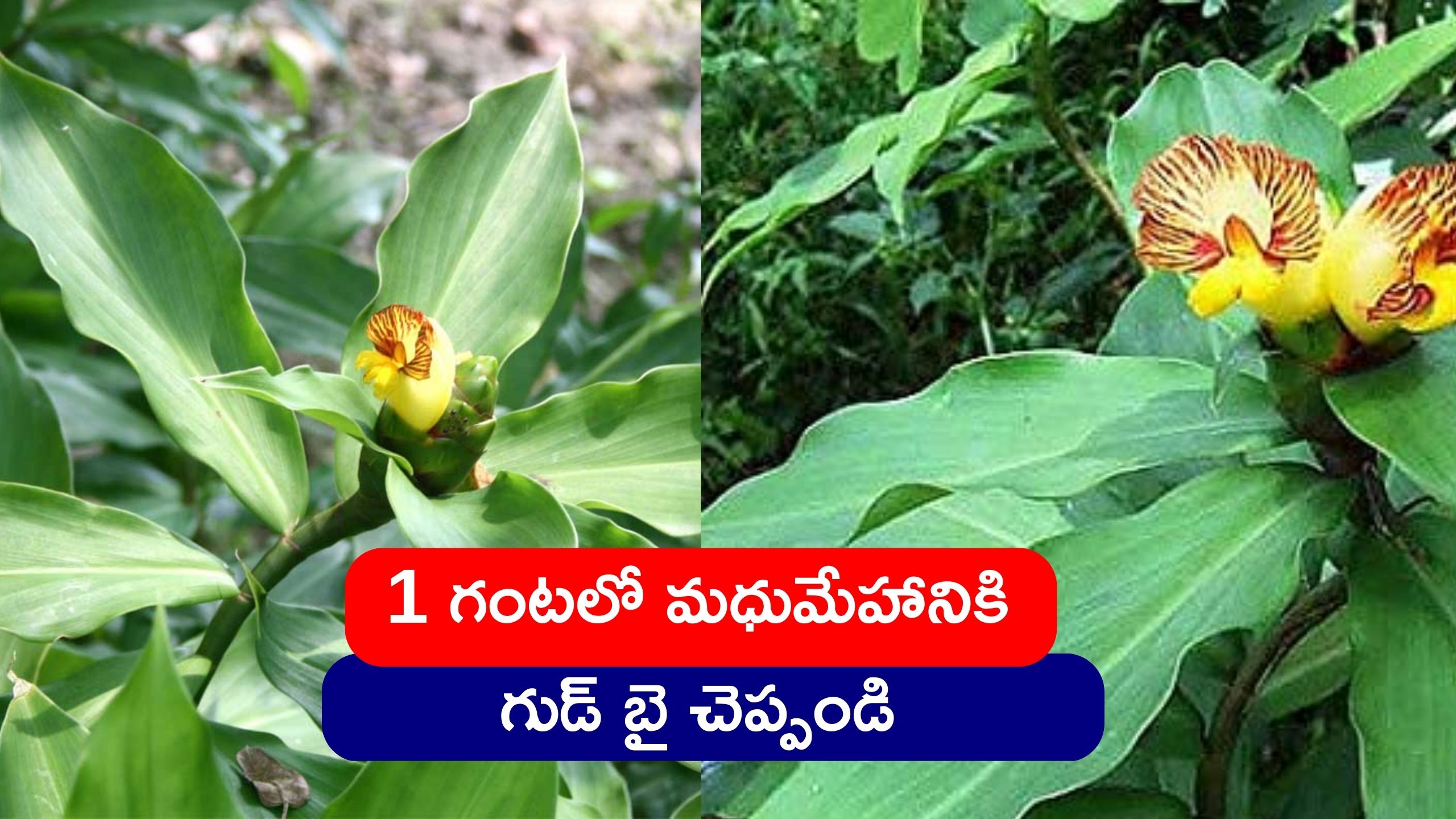 Insulin Plant For Diabetes Eat Insulin Plant Fenugreek Leaves Aloe