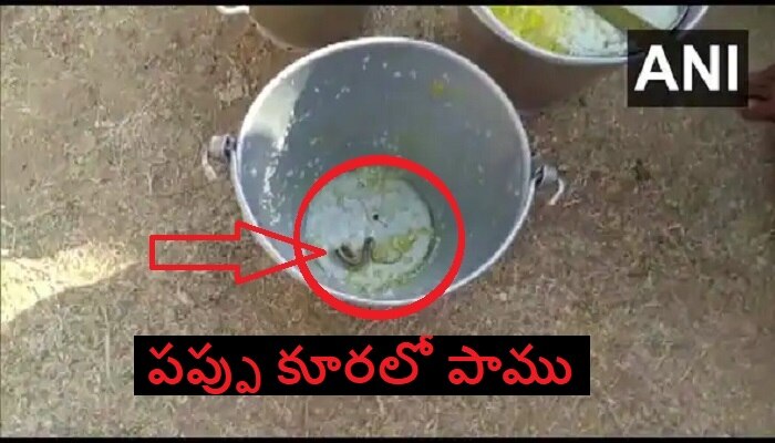 Snake in Mid-day Meal: బడిలో మధ్యాహ్న బోజనంలో పాము.. విద్యార్థులకు అస్వస్థత