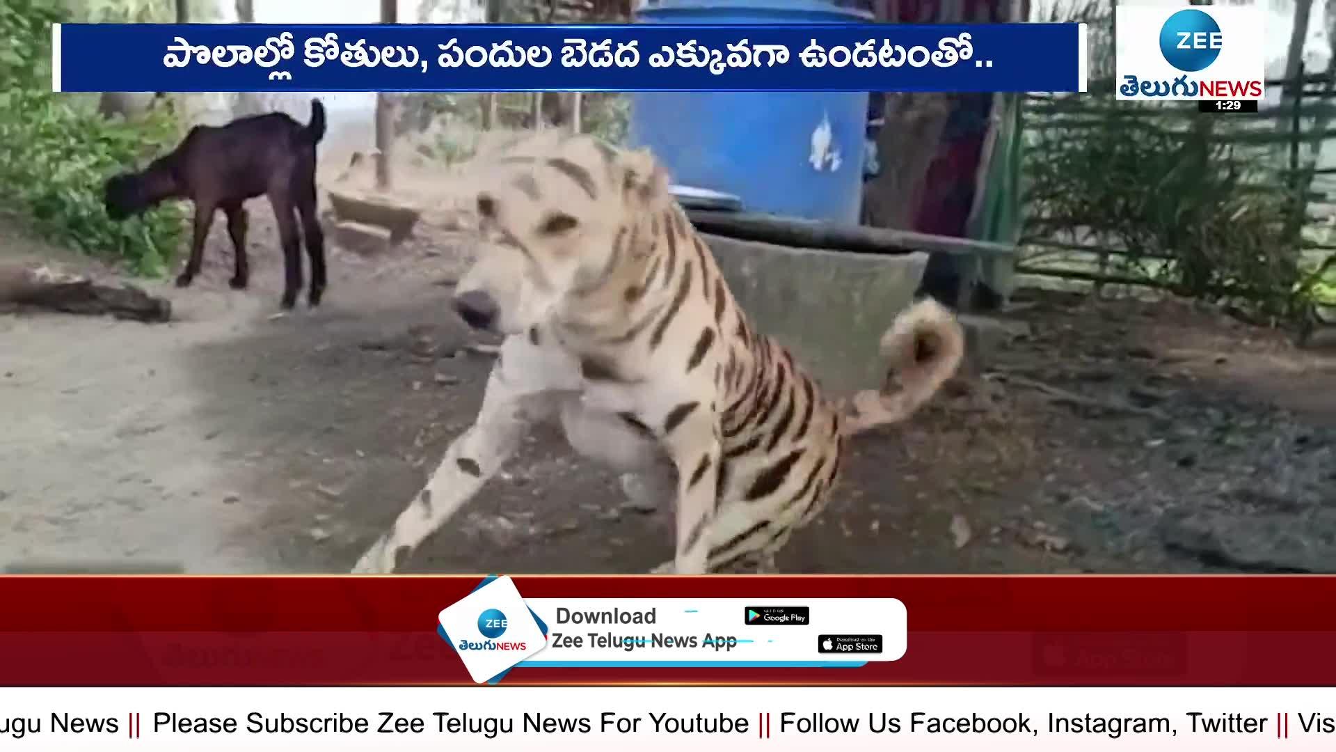  A dog is impressing the onlookers in Bhupalapalli district