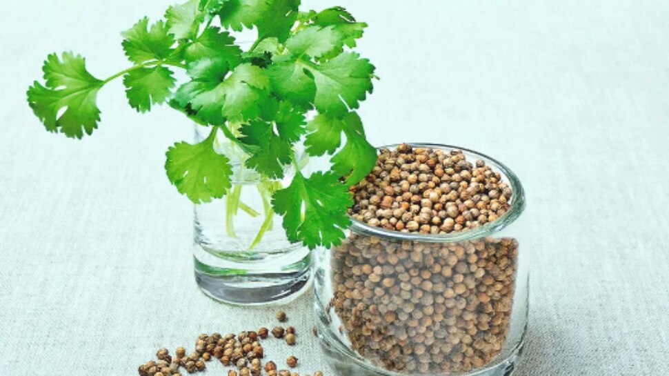 5 Wonderful Health Benefits of Coriander Leaf Coriander Leaf