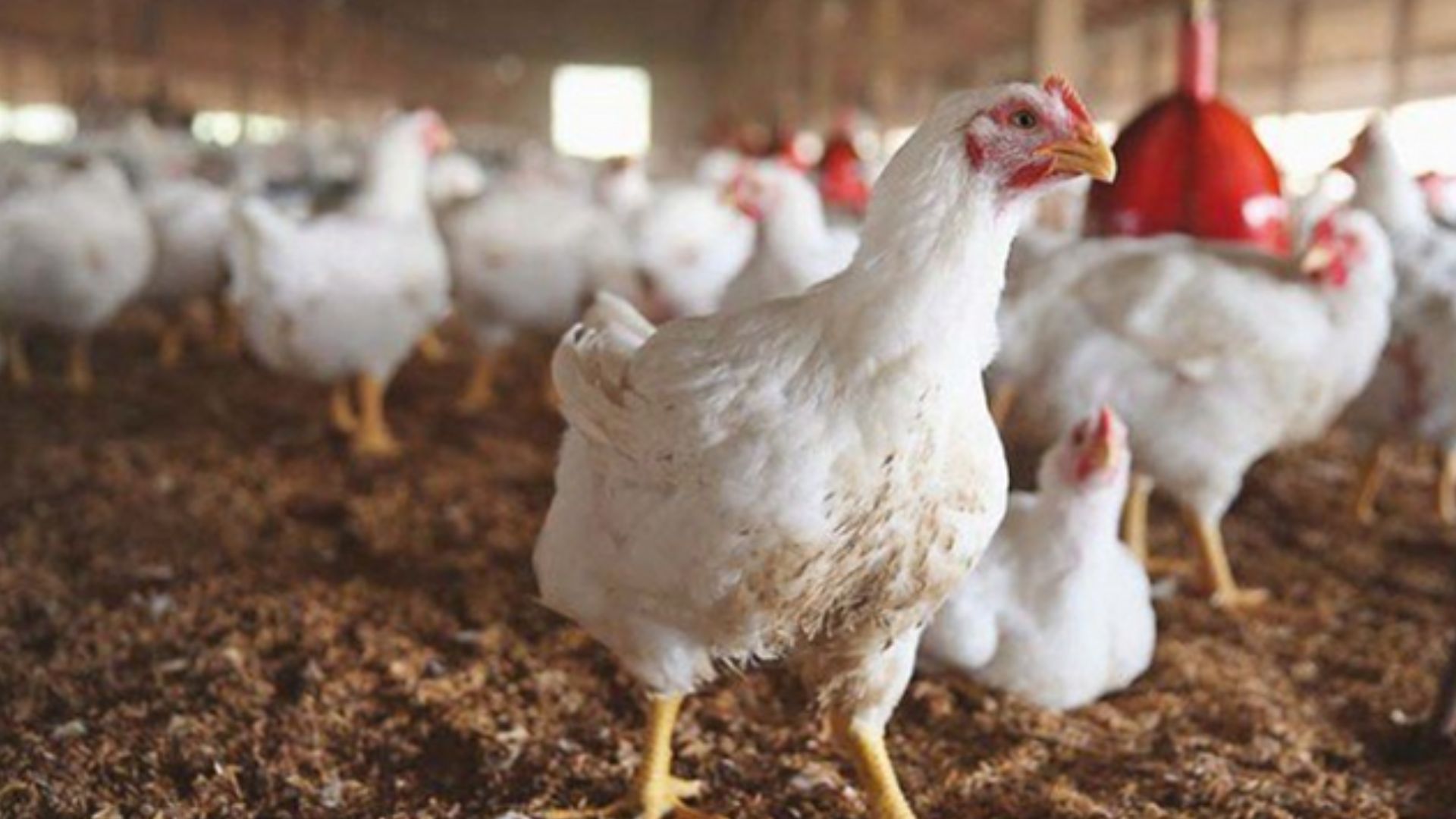 Chicken Price Pakistan: ఆల్‌టైం రికార్డు.. కేజీ చికెన్ ధర ఎంతో తెలిస్తే మైండ్ బ్లాక్ అవుతుంది!