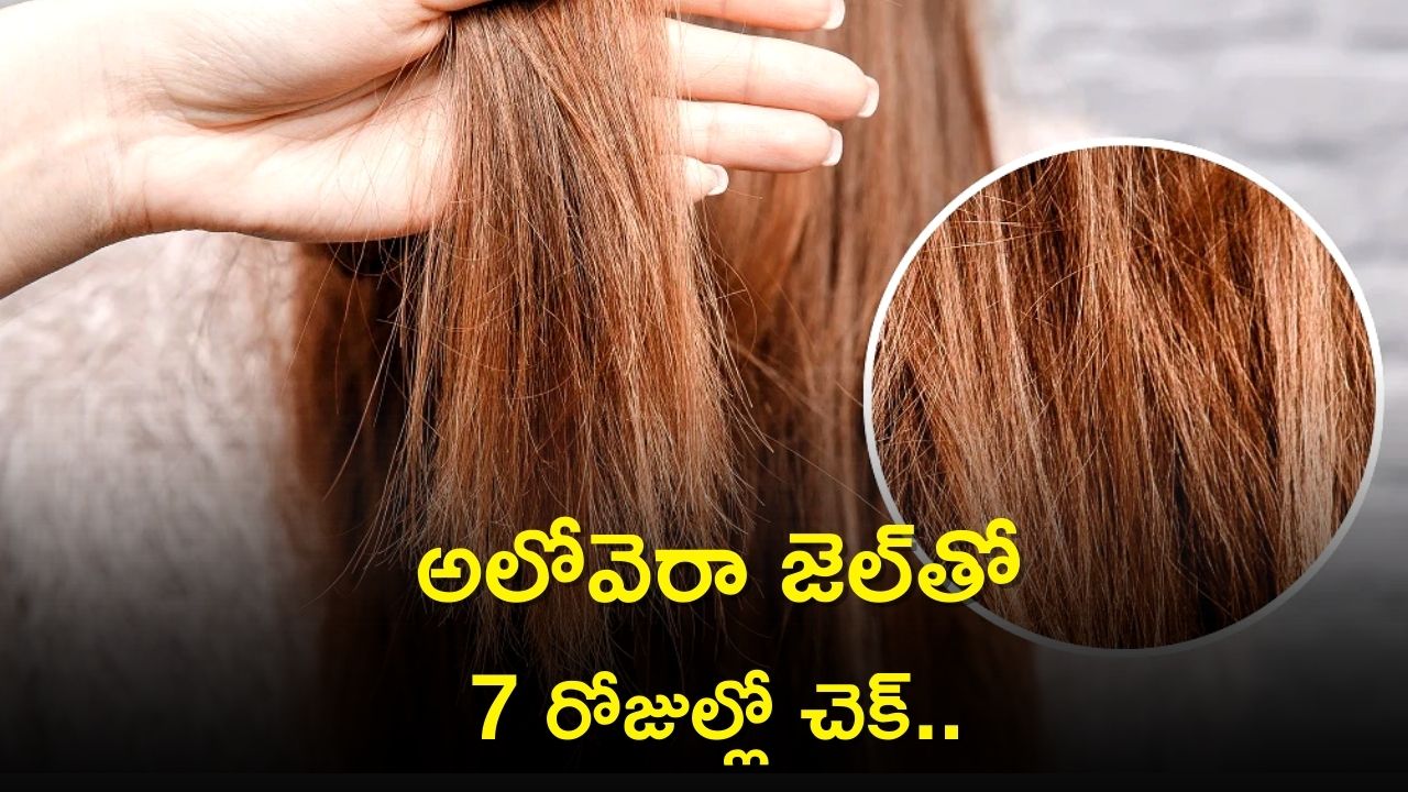 Aloe Vera Amazing Benefits: తెల్ల జుట్టు సమస్యలా..? కలబందతో 7 రోజుల్లో చెక్ పెట్టొచ్చు