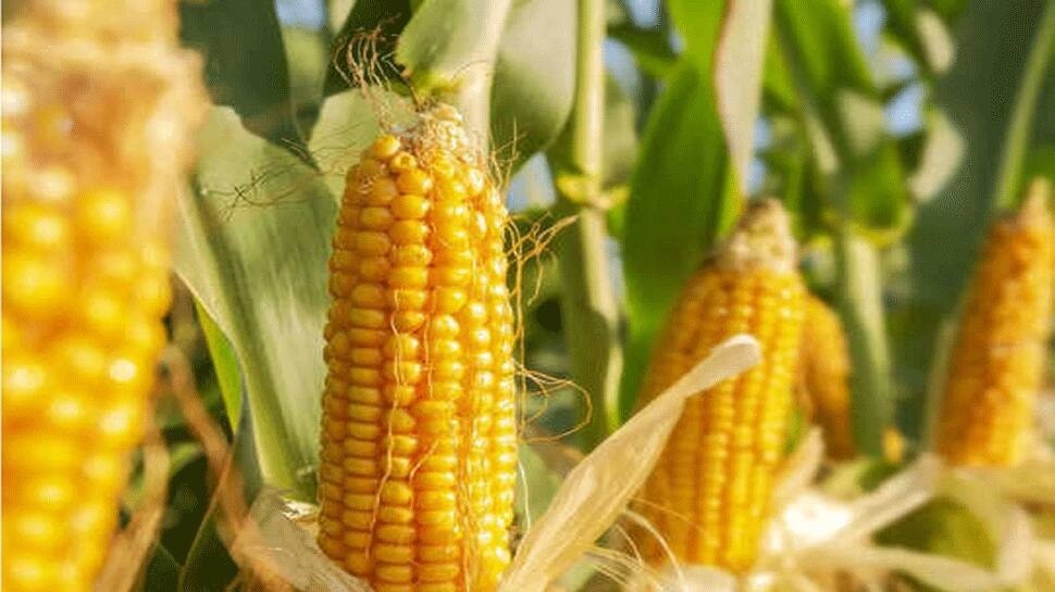 Corn health benefits and tips to check bp, cholesterol and diabetes add