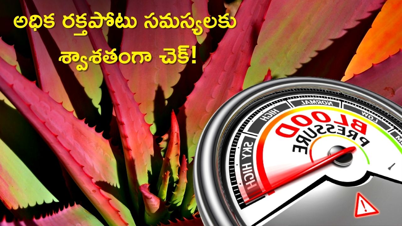 Red Aloe Vera Juice For Blood Pressure Drinking Red Aloe Vera Juice