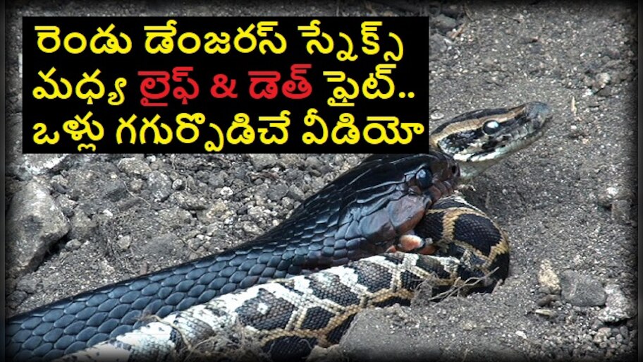 Pakka Goosebumps Video: Indigo Snake Eating Big python | పక్కా గూస్ ...