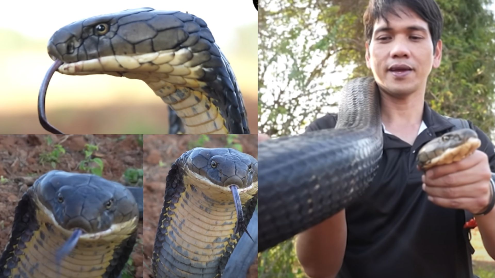 22 Feet King Cobra: వణికిస్తున్న 22 అడుగుల భారీ కింగ్ కోబ్రా.. ఒకరు కాదు.. ఇద్దరు కాదు.. ఏకంగా 5 గురు మోసిన వైనం
