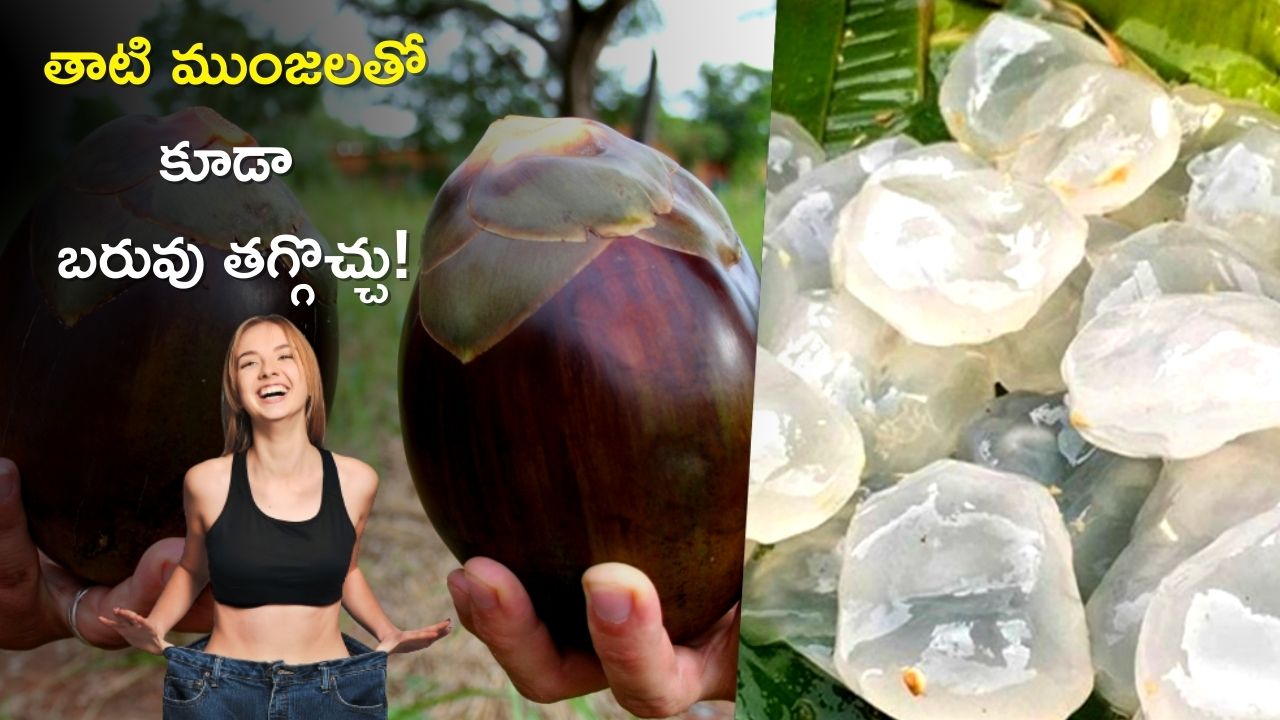 Ice Apple Benefits: తాటి ముంజలతో కూడా ఇలా 10 రోజుల్లో బరువు తగ్గొచ్చు.. నమ్మట్లేదా ఇది చదవండి!