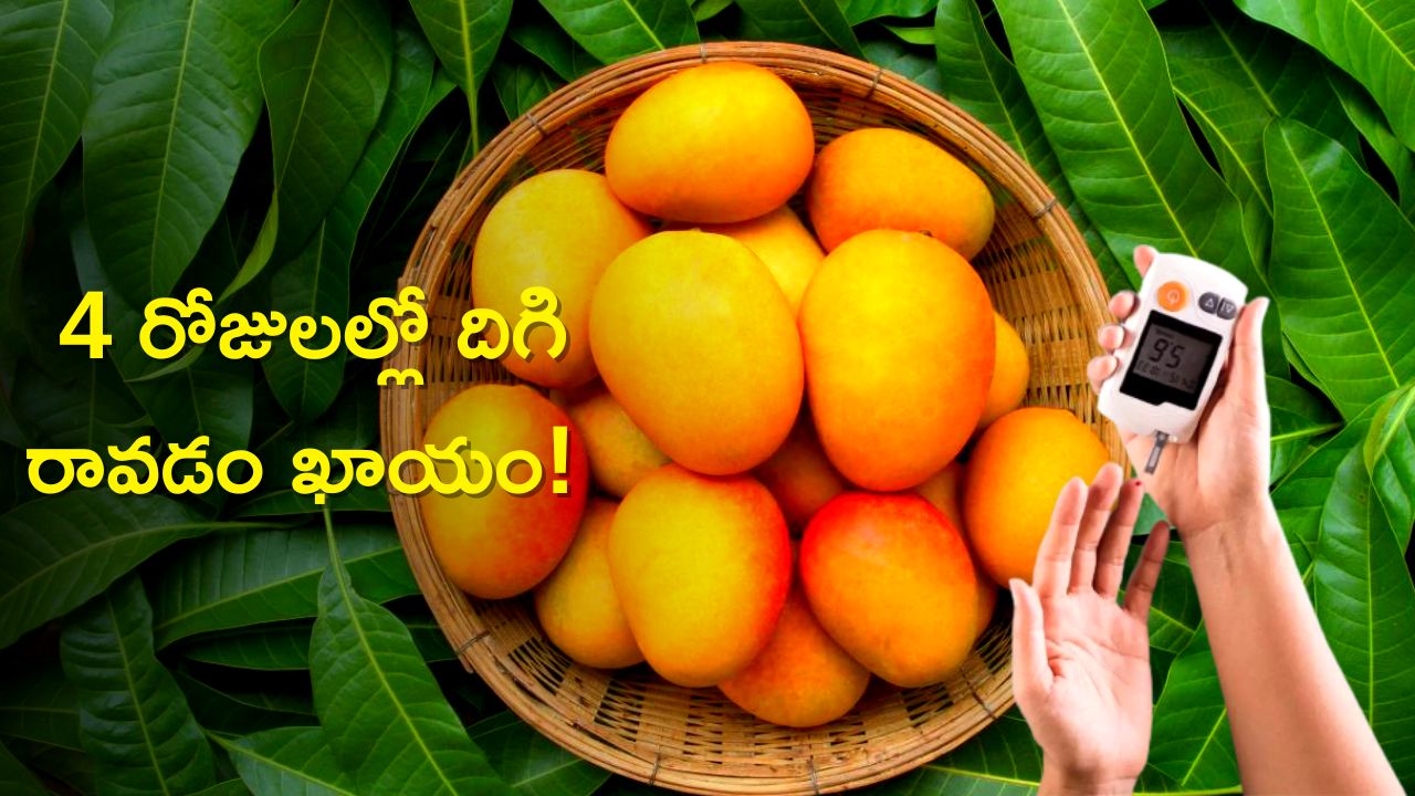 Mango Leaves Can Control Diabetes In 4 Days Diabetes Control Diet