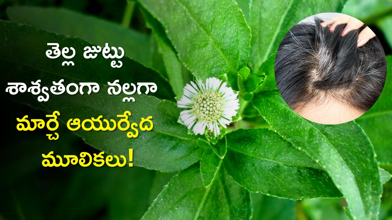  Get Rid Of White Hair Black: తెల్ల జుట్టు శాశ్వతంగా నల్లగా మార్చే ఆయుర్వేద మూలికలు, వీటితో 5 రోజుల్లో చెక్‌!