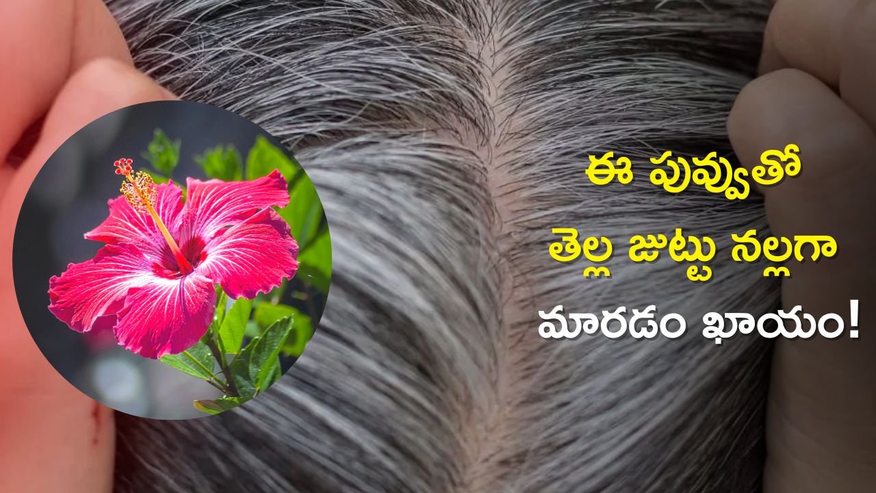 Hibiscus Flower for Hair Loss: జుట్టు రాలటాన్ని 5 రోజుల్లో పూర్తిగా తగ్గించే మందార పువ్వు