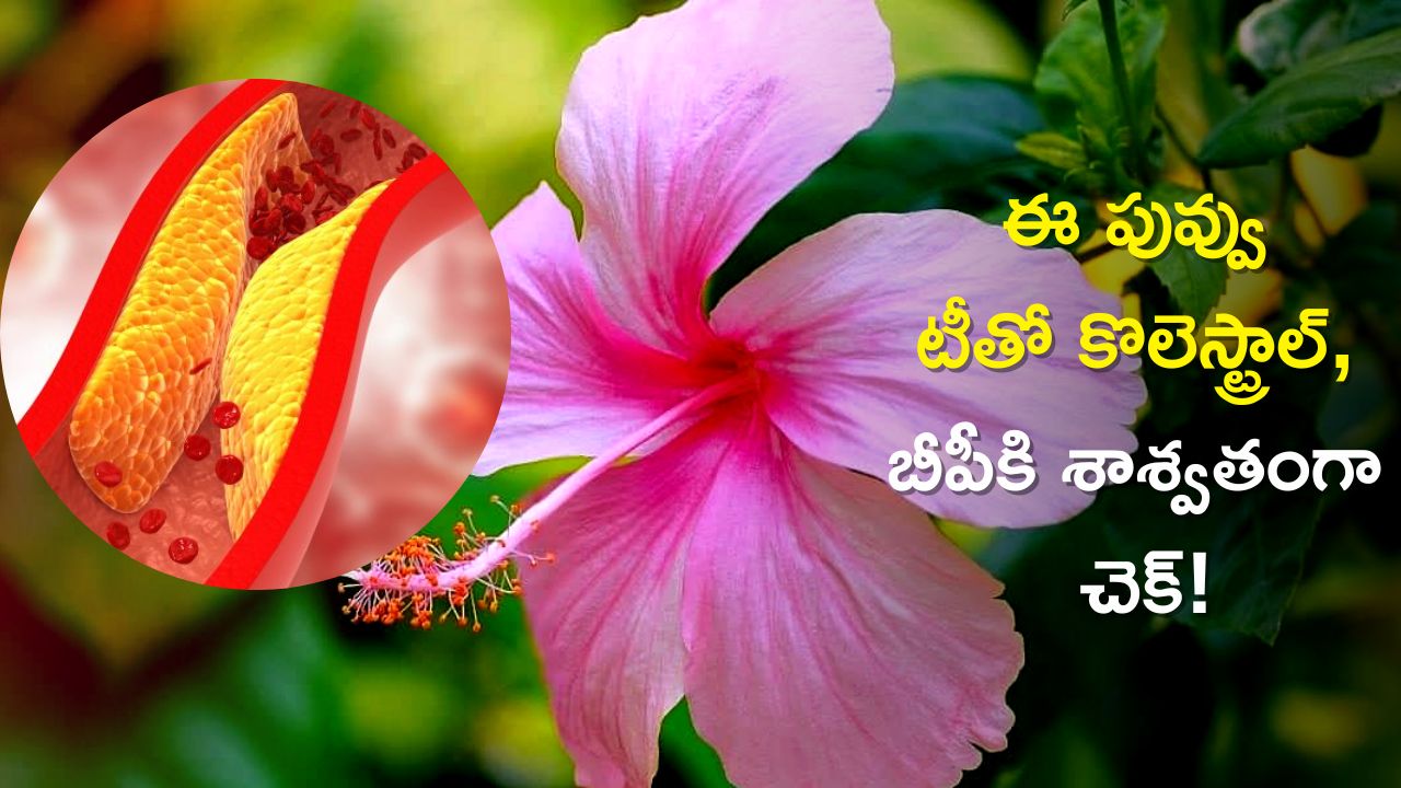hibiscus-flower-tea-reduce-cholesterol-and-high-blood-pressure-in-7