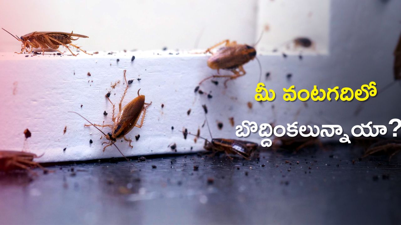 Get Rid of Cockroaches with Bay Leaves, Neem Oil Kerosene in 2 Days
