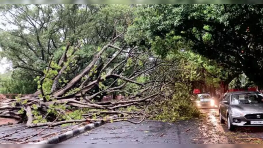7 Killed, Several Injured After 100-Year-Old Neem Tree Falls On Tin ...