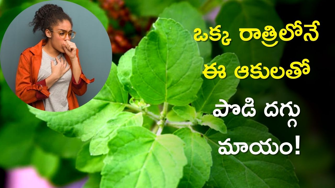 Home Remedies For Dry Cough Tulsi Leaves Honey Milk Will Reduce Dry