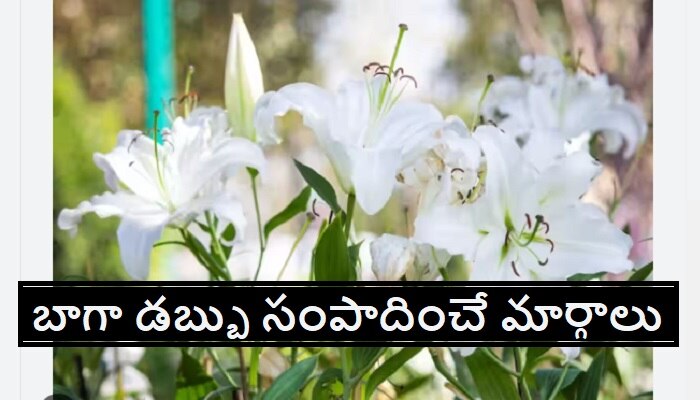 Money Earning Business Ideas: ఏడాదికి 40 లక్షల లాభం తెచ్చిపెట్టిన బిజినెస్