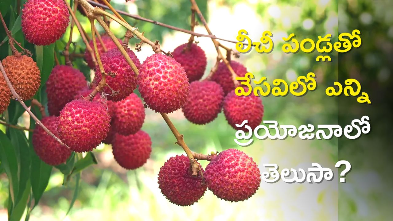  Litchi Fruit Benefits: లీచీ పండ్లతో వేసవిలో ఎన్ని ప్రయోజనాలో కలుగుతాయో తెలుసా, బరువు కూడా తగ్గుతారు!