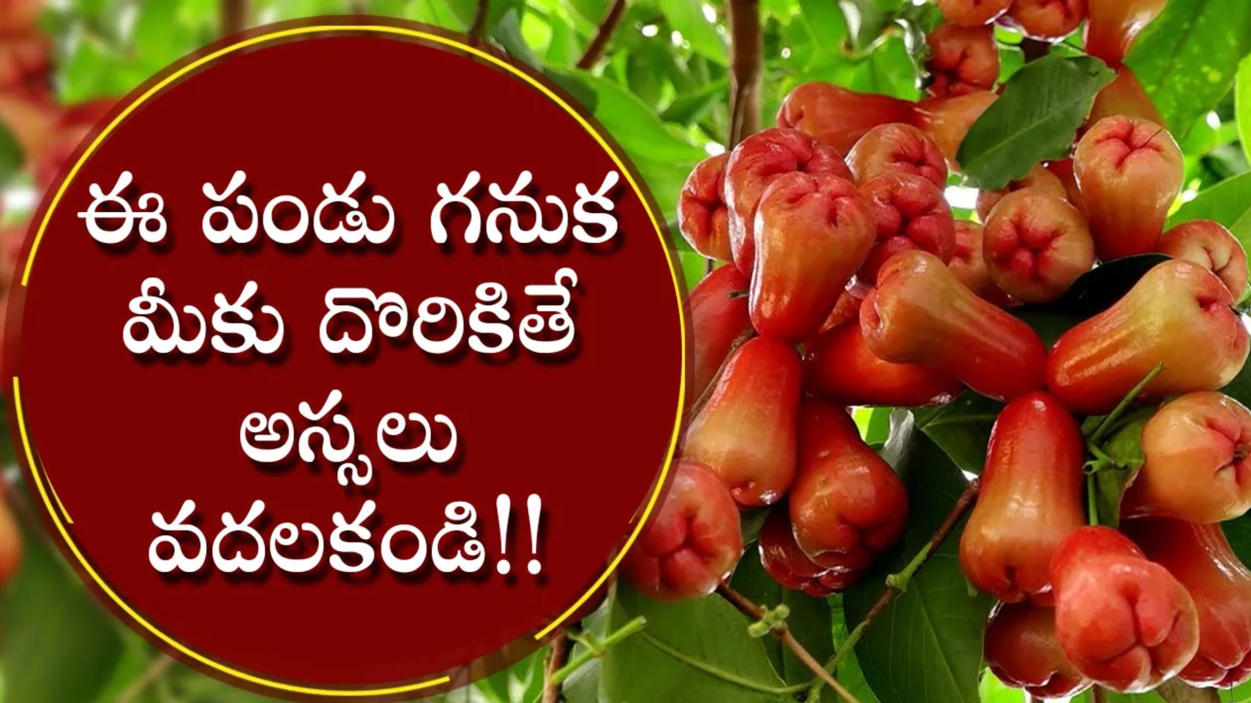 Water Apple Benefits: వాటర్ యాపిల్స్ ను మీరు ఎప్పుడైనా తిన్నారా? గుండెపోటుతో బాధపడుతున్న వారు తప్పకుండా వీటిని తినాల్సిందే!