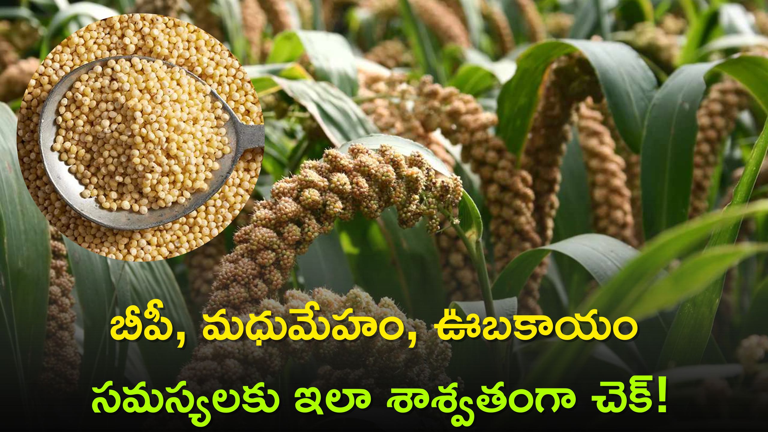 Eating Finger Millet Every Day Can Control Diabetes And Weight