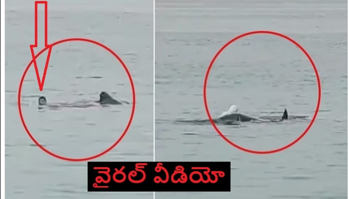 Russian Tourist Eaten By Shark: సముద్రంలో ఈత కొడుతున్న యువకుడిని నమిలి