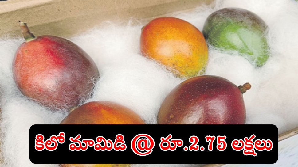 World Most Expensive Mango Price Per Kg Most Expensive Mango కిలో
