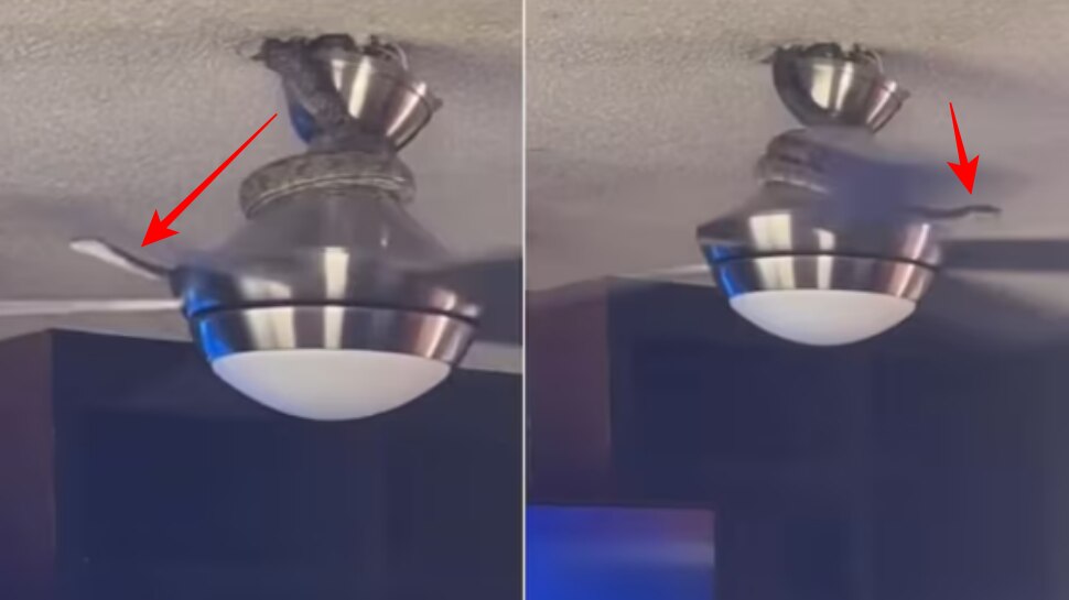 Snake jumped from Ceiling Fan: ఒళ్ళు జలదరించే వీడియో.. సీలింగ్ ఫ్యాన్ మీద నుంచి మనిషి మీదకు దూకిన పాము