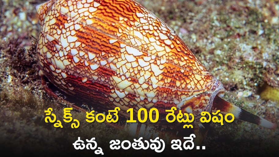 Geographic Cone Snail Is 100 Times More Poisonous Than King Cobra ...