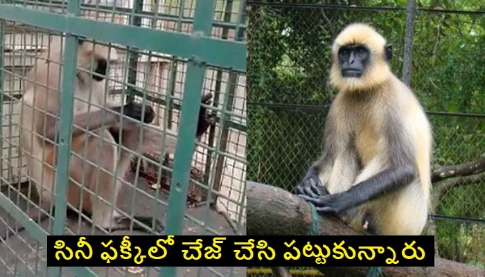 Most Wanted Monkey: జనాన్ని గడగడలాడించి చుక్కలు చూపించిన మోస్ట్ వాంటెడ్ కోతి అరెస్ట్