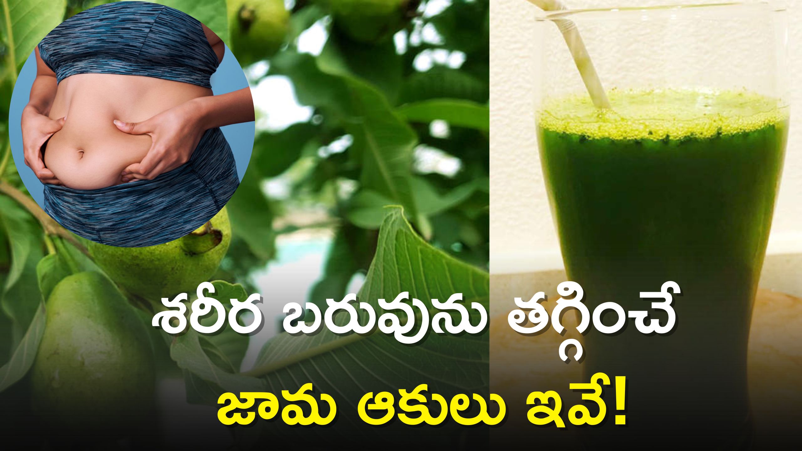 Guava Leaves can reduce Stomach problems, Weight Loss, Belly Fat పిప్పి పన్ను, పొట్ట సమస్యలు