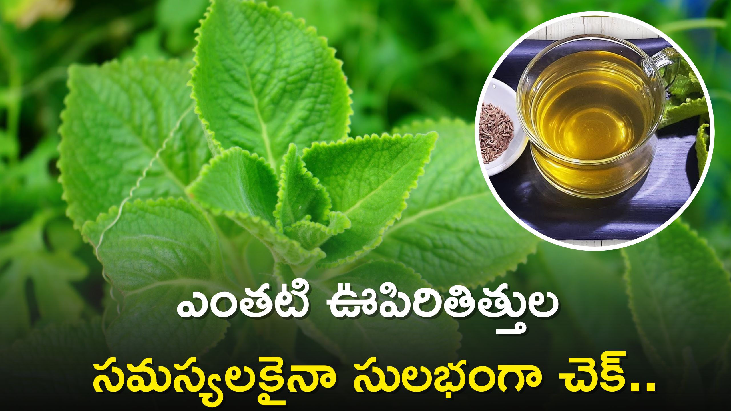 Ajwain Leaves: వాము ఆకుల టీతో శరీరాన్ని కలిగే లాభాలు ఇవే.. ఎంతటి ఊపిరితిత్తుల సమస్యలకైనా సులభంగా చెక్..