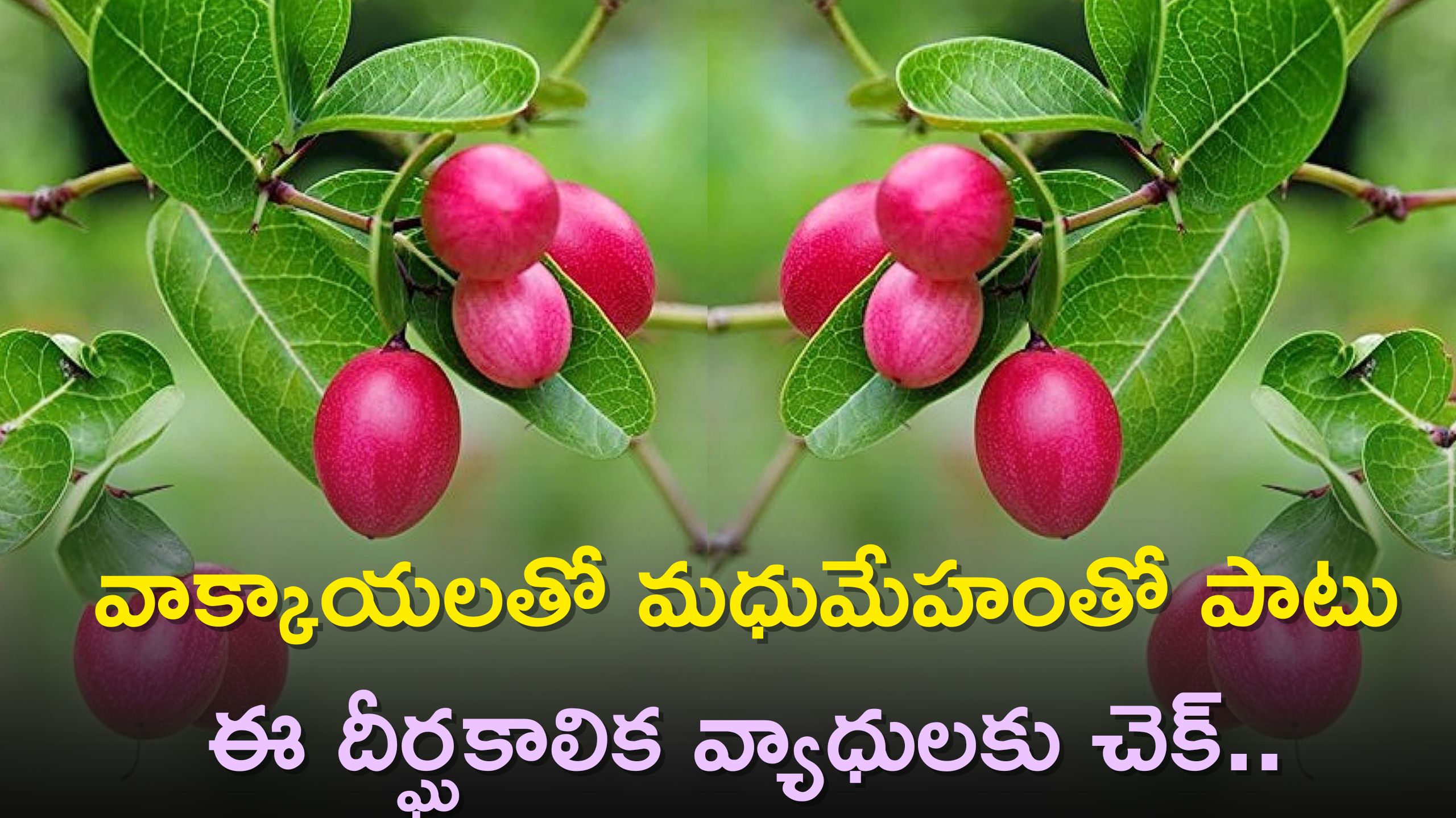 Karonda Fruit Benefits: వాక్కాయలతో మధుమేహంతో పాటు ఈ దీర్ఘకాలిక వ్యాధులకు చెక్‌..