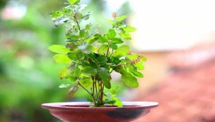 Tulsi Plant: తులసి మొక్కకు రోజూ ఇలా చేస్తే మీరు కోటీశ్వరులవడం ఖాయం