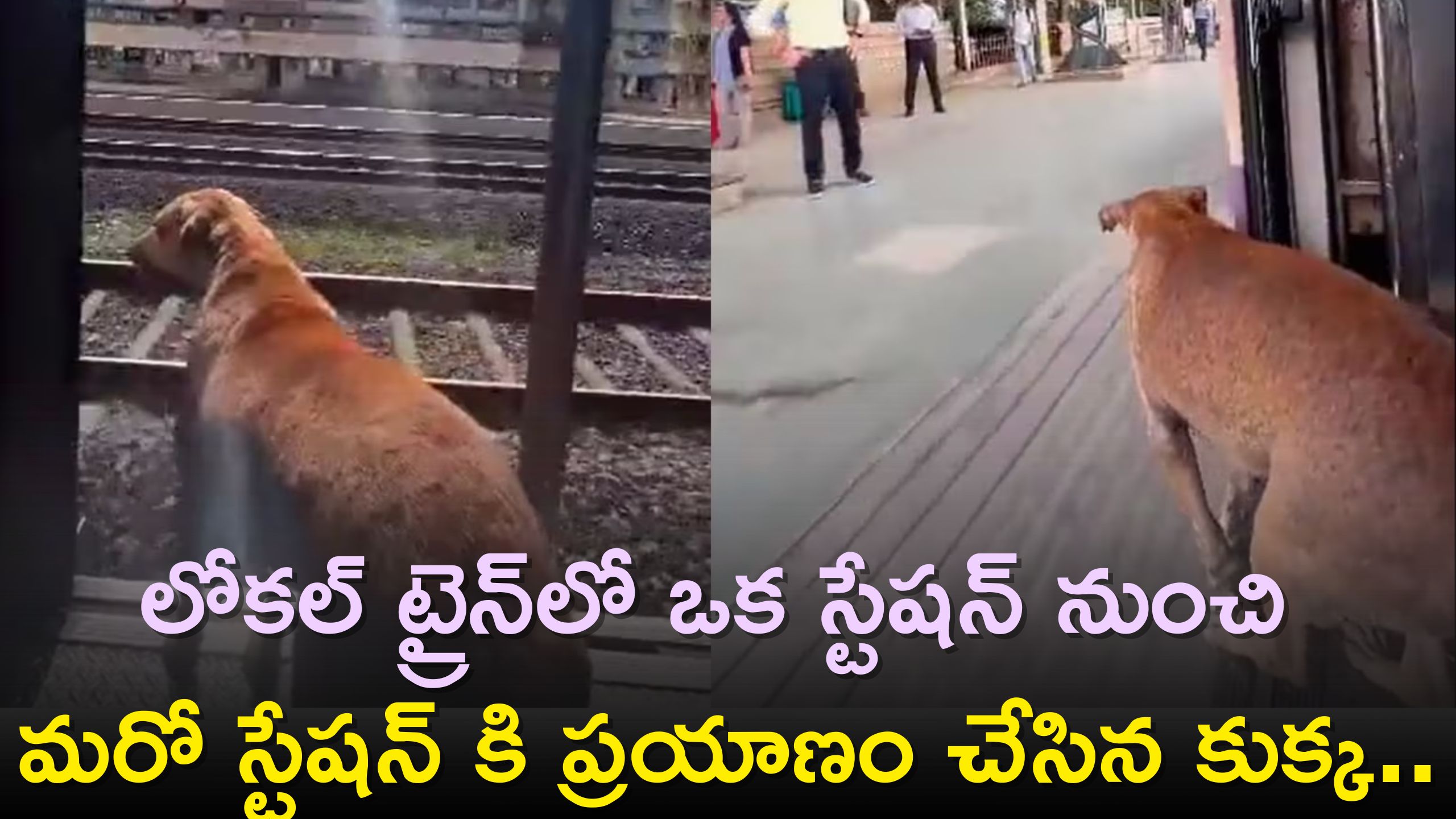 Viral Video: లోకల్ ట్రైన్‌లో ఒక స్టేషన్ నుంచి మరో స్టేషన్ కి ప్రయాణం చేసిన కుక్క.. చివరికి ఏమైందంటే..